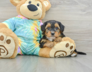 8 week old Yorkie Poo Puppy For Sale - Puppy Love PR