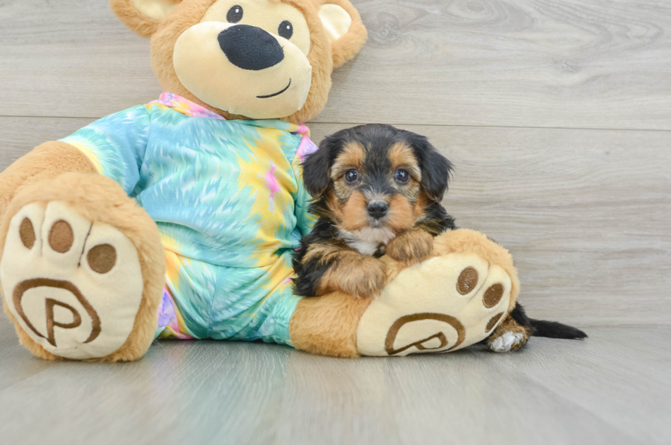 7 week old Yorkie Poo Puppy For Sale - Puppy Love PR