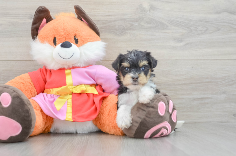 5 week old Yorkie Poo Puppy For Sale - Puppy Love PR
