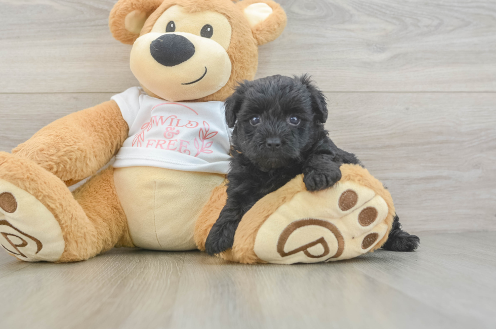 5 week old Yorkie Poo Puppy For Sale - Puppy Love PR