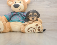 8 week old Yorkie Poo Puppy For Sale - Puppy Love PR