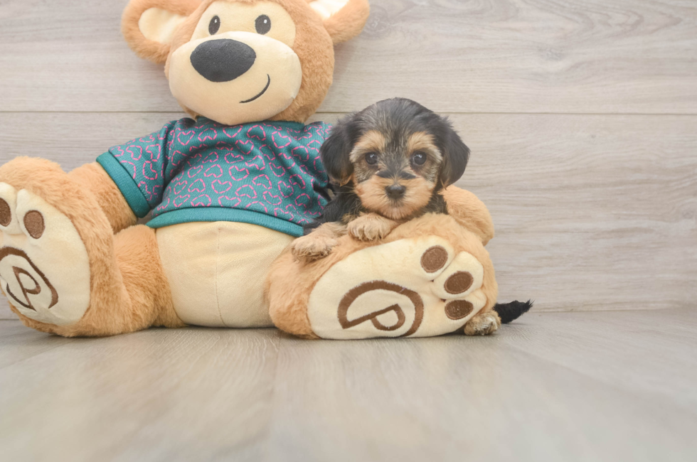 7 week old Yorkie Poo Puppy For Sale - Puppy Love PR