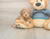 7 week old Yorkie Poo Puppy For Sale - Puppy Love PR
