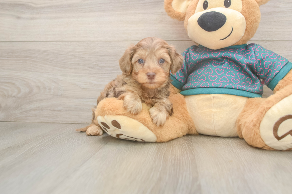 7 week old Yorkie Poo Puppy For Sale - Puppy Love PR