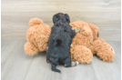 Adorable Yorkiedoodle Poodle Mix Puppy