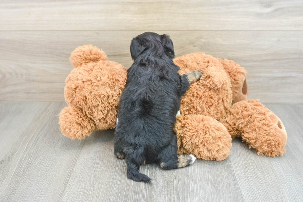 Adorable Yorkiedoodle Poodle Mix Puppy