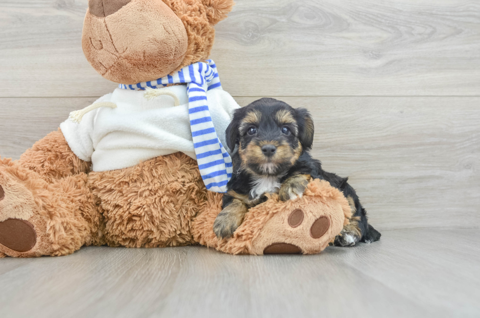 6 week old Yorkie Poo Puppy For Sale - Puppy Love PR