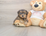 9 week old Yorkie Poo Puppy For Sale - Puppy Love PR