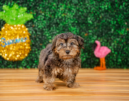 9 week old Yorkie Poo Puppy For Sale - Puppy Love PR