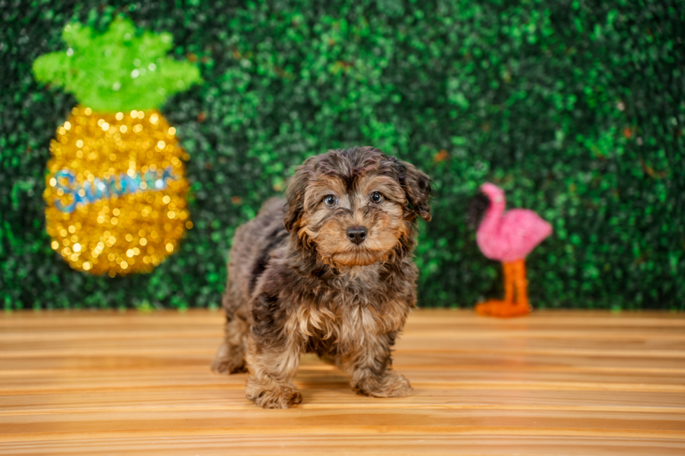 Cute Yorkie Poo Poodle Mix Pup