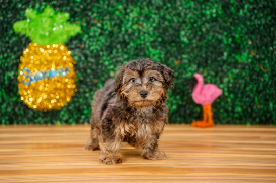 Cute Yorkie Poo Poodle Mix Pup