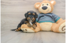 Funny Yorkie Poo Poodle Mix Pup