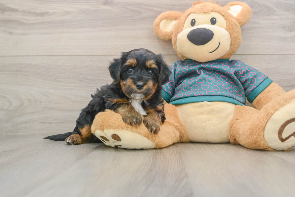 Funny Yorkie Poo Poodle Mix Pup
