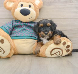 7 week old Yorkie Poo Puppy For Sale - Puppy Love PR