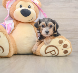 8 week old Yorkie Poo Puppy For Sale - Puppy Love PR