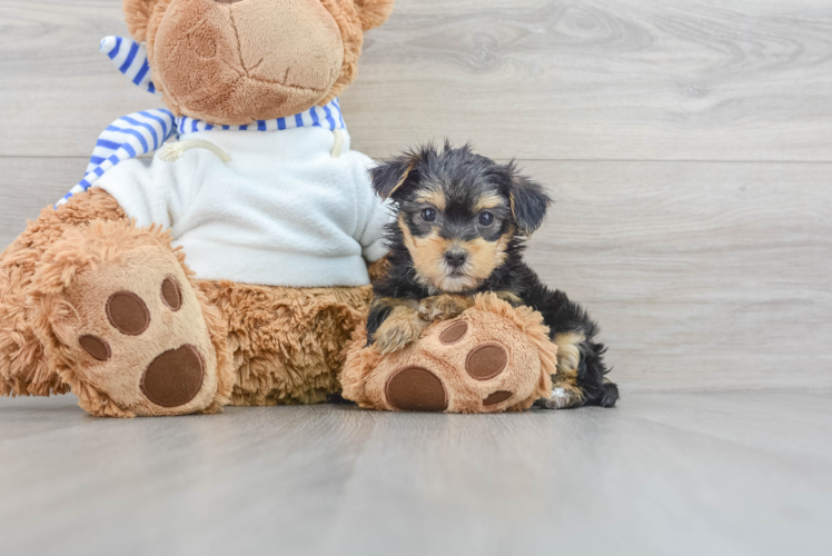 Meet Bella - our Yorkie Poo Puppy Photo 1/3 - Puppy Love PR Best Yorkie Poo Baby