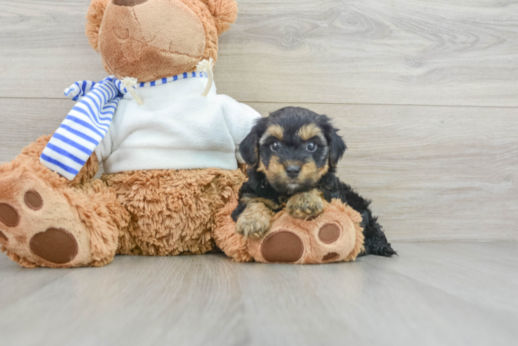 Meet Bella - our Yorkie Poo Puppy Photo 1/3 - Puppy Love PR Yorkie Poo Pup Being Cute