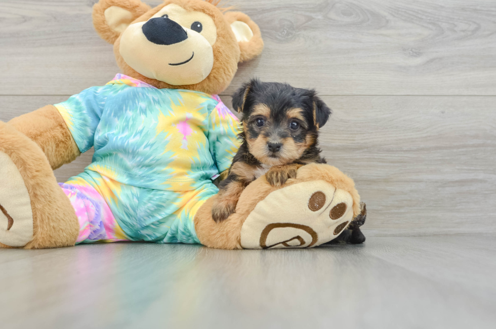 6 week old Yorkie Poo Puppy For Sale - Puppy Love PR