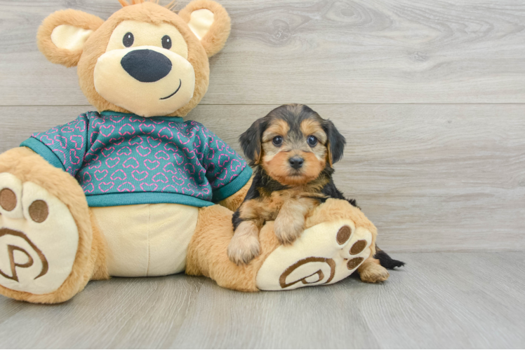 Meet Bella - our Yorkie Poo Puppy Photo 1/3 - Puppy Love PR Petite Yorkie Poo Poodle Mix Pup