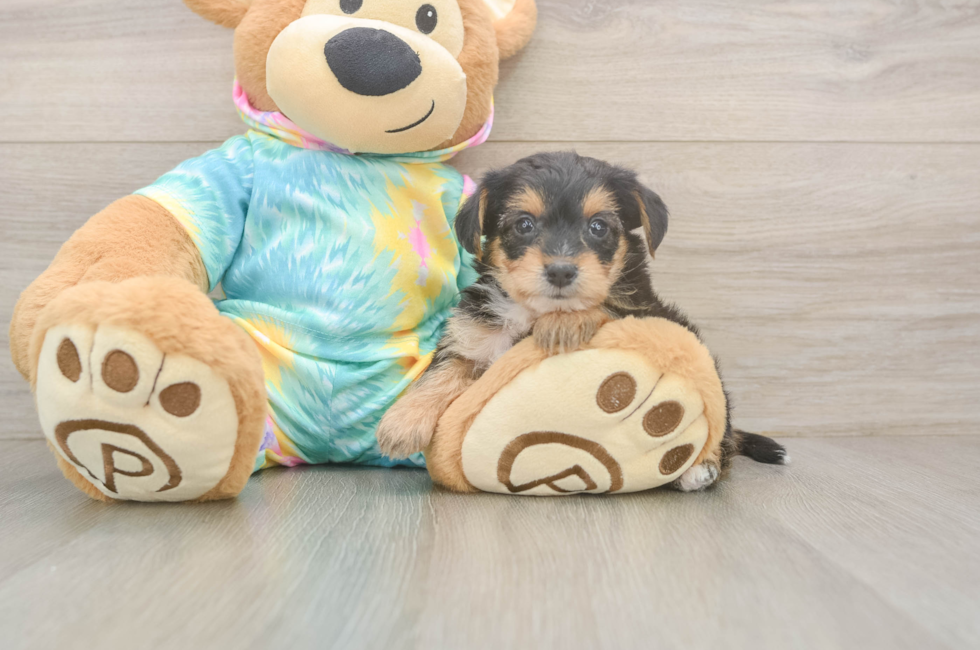 5 week old Yorkie Poo Puppy For Sale - Puppy Love PR