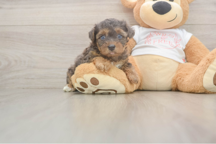 Best Yorkie Poo Baby