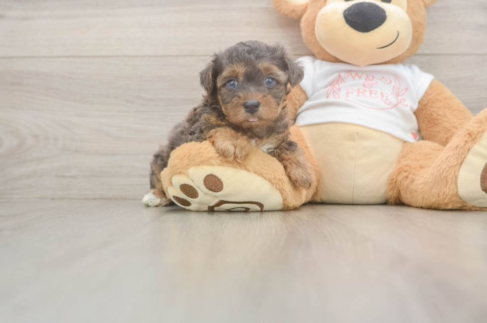 6 week old Yorkie Poo Puppy For Sale - Puppy Love PR