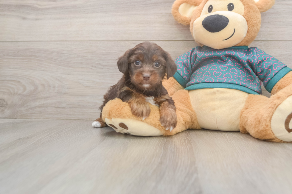 5 week old Yorkie Poo Puppy For Sale - Puppy Love PR