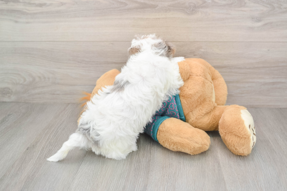 Hypoallergenic Yorkie Doodle Poodle Mix Puppy