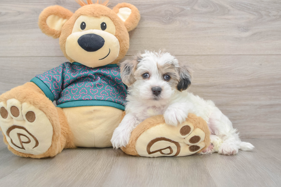 Petite Yorkie Poo Poodle Mix Pup