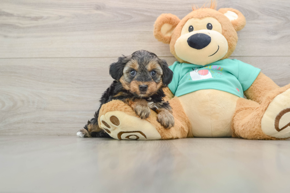 Small Yorkie Poo Baby