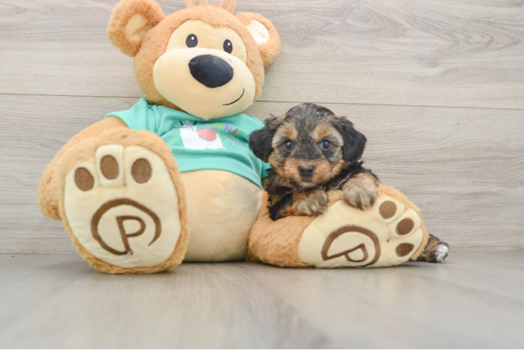 Yorkie Poo Pup Being Cute