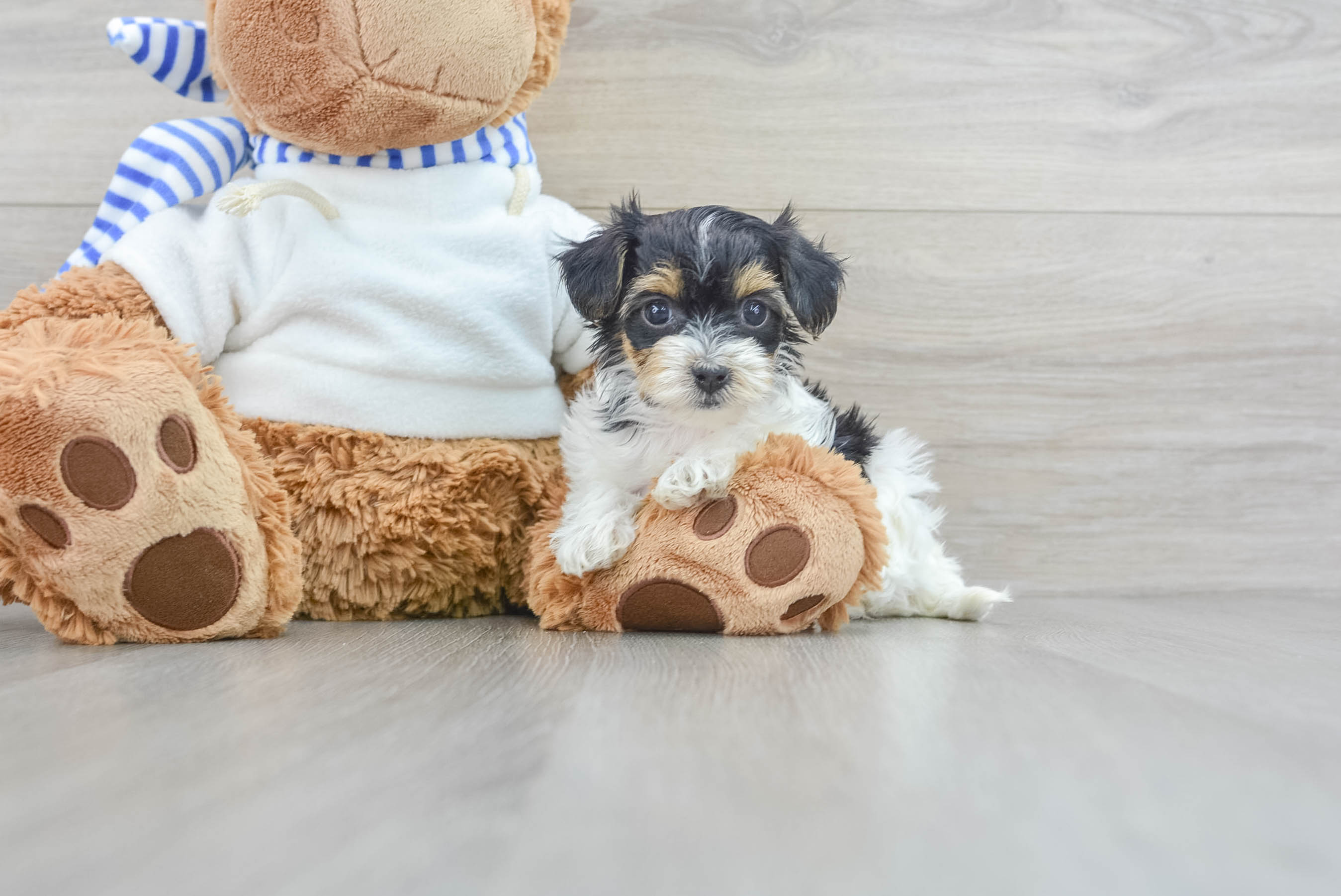 Energetic Yorkie Doodle Poodle Mix Puppy