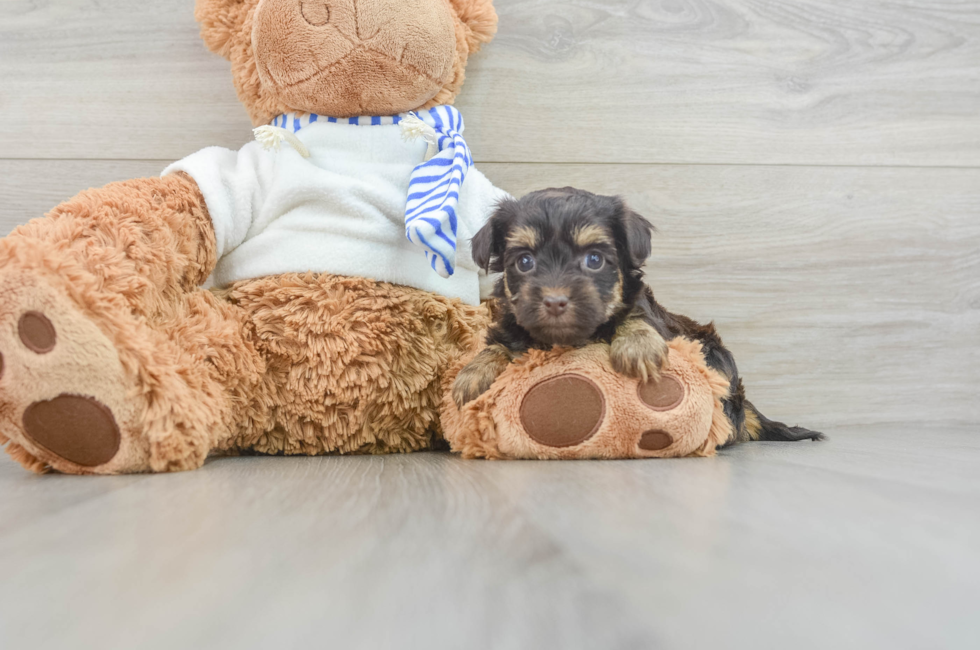 6 week old Yorkie Poo Puppy For Sale - Puppy Love PR