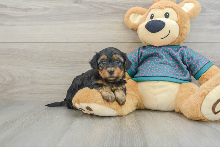 Meet Betty - our Yorkie Poo Puppy Photo 1/3 - Puppy Love PR Popular Yorkie Poo Poodle Mix Pup