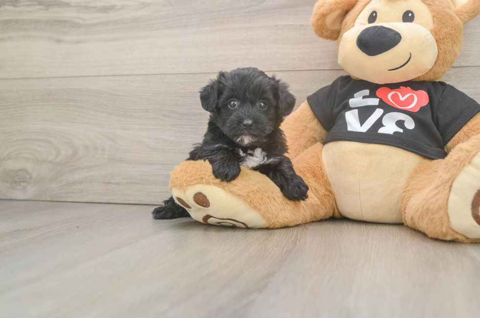 5 week old Yorkie Poo Puppy For Sale - Puppy Love PR