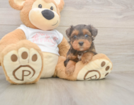 8 week old Yorkie Poo Puppy For Sale - Puppy Love PR