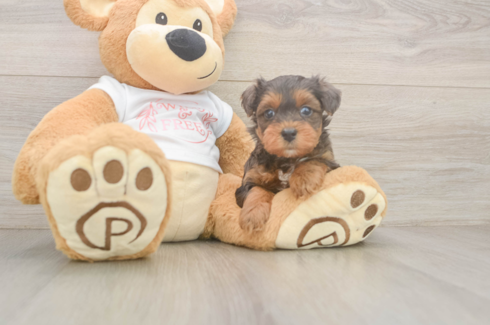 6 week old Yorkie Poo Puppy For Sale - Puppy Love PR