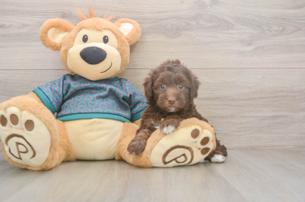 5 week old Yorkie Poo Puppy For Sale - Puppy Love PR