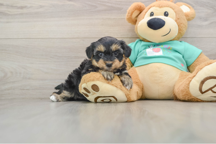 Yorkie Poo Puppy for Adoption