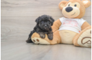 Yorkie Poo Pup Being Cute
