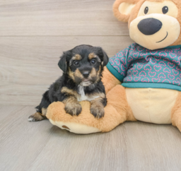 7 week old Yorkie Poo Puppy For Sale - Puppy Love PR