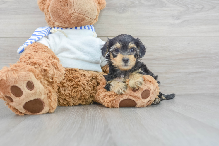 Meet Brad - our Yorkie Poo Puppy Photo 1/3 - Puppy Love PR Yorkie Poo Puppy for Adoption