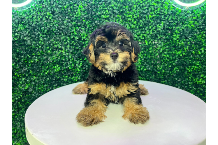 Best Yorkie Poo Baby