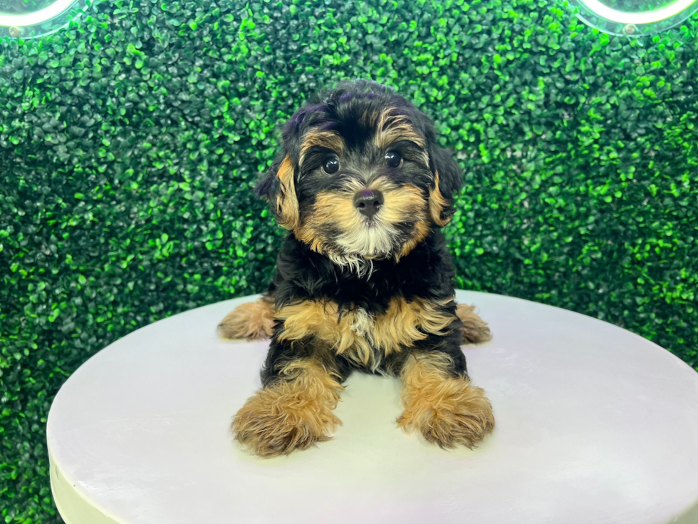 Best Yorkie Poo Baby