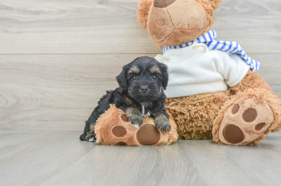 6 week old Yorkie Poo Puppy For Sale - Puppy Love PR