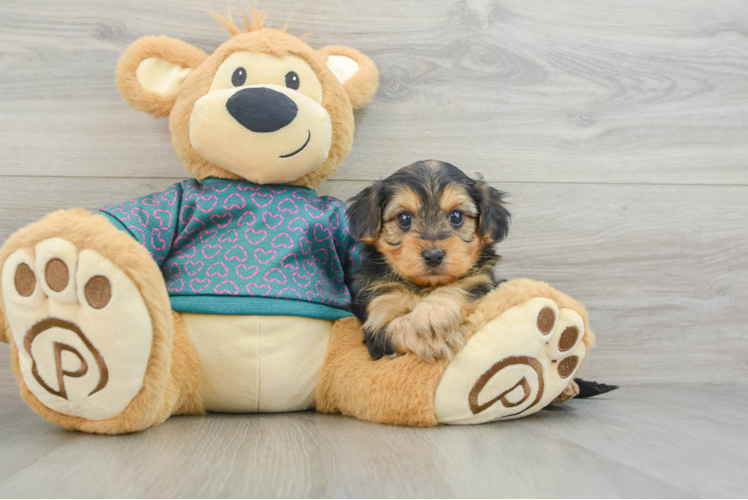 Meet Brad - our Yorkie Poo Puppy Photo 1/3 - Puppy Love PR Yorkie Poo Pup Being Cute