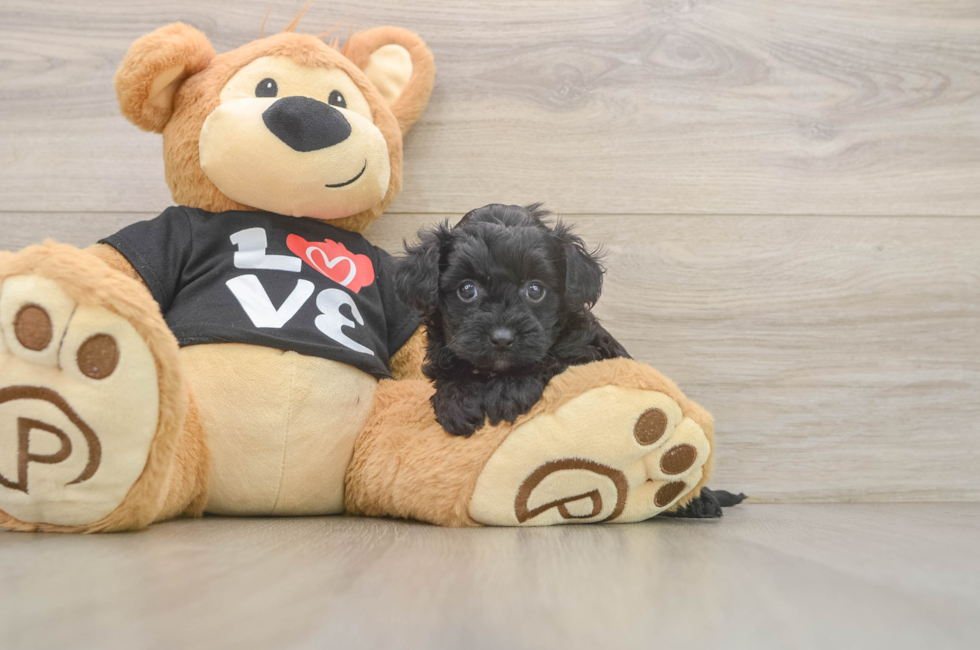 5 week old Yorkie Poo Puppy For Sale - Puppy Love PR