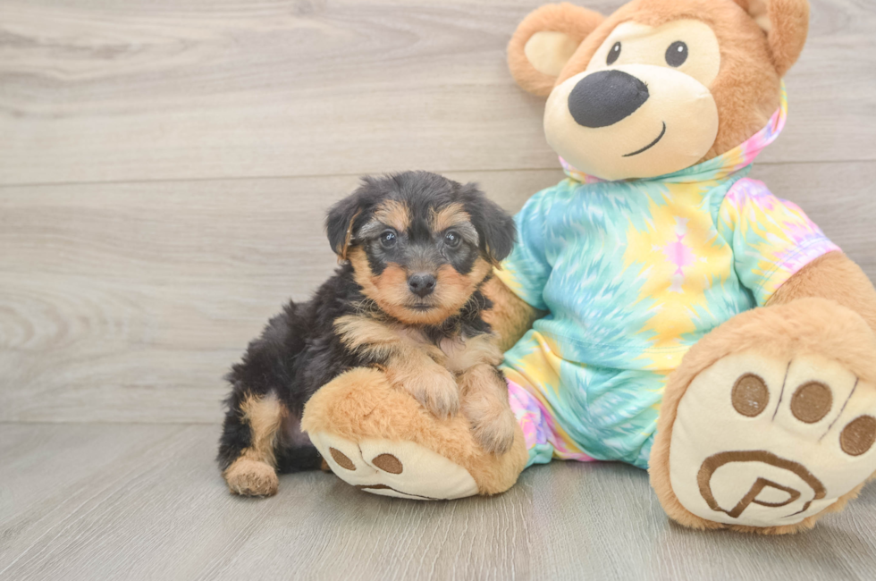 5 week old Yorkie Poo Puppy For Sale - Puppy Love PR