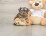 7 week old Yorkie Poo Puppy For Sale - Puppy Love PR