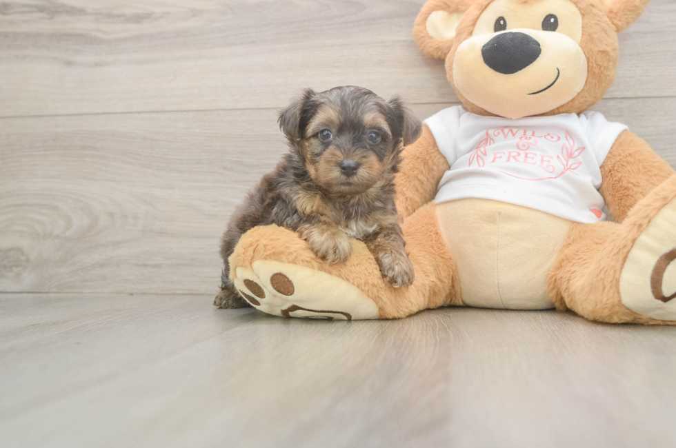 6 week old Yorkie Poo Puppy For Sale - Puppy Love PR